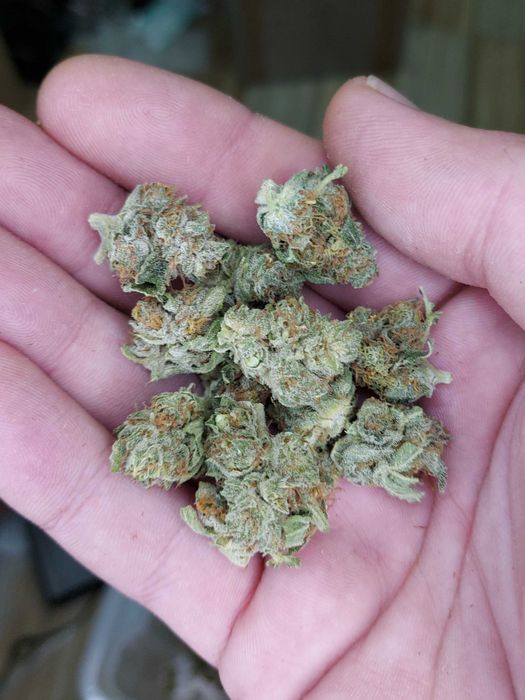 1kg Biomasa CBD Amnesia Special GH susz techniczny