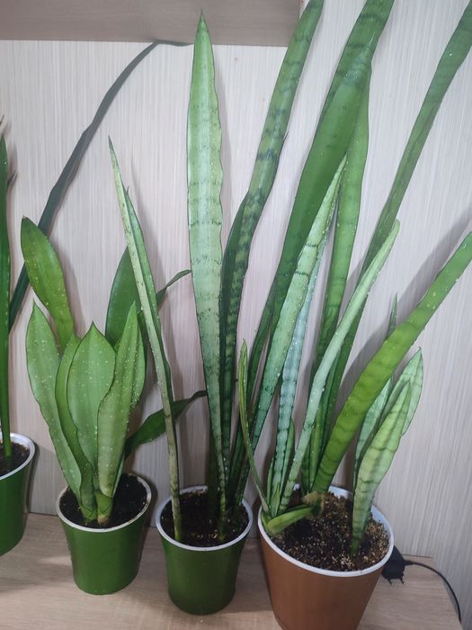 Домашние Сансивьерии. Распродажа.