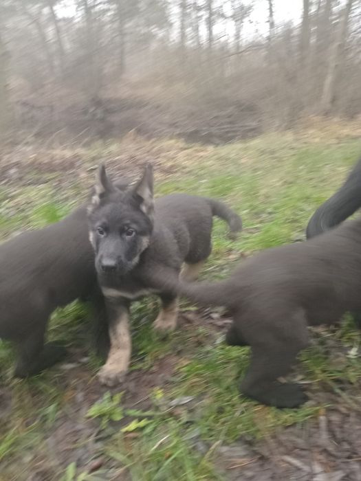 Східноєвропейська вівчарка