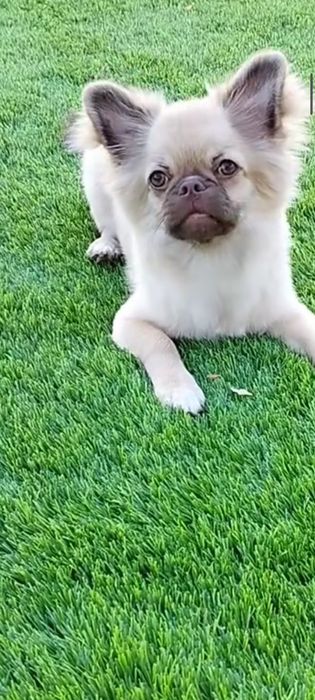 Хлопчик довгошерстний шукає родину