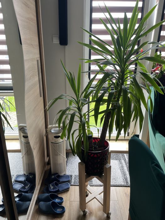 Yucca w doniczce