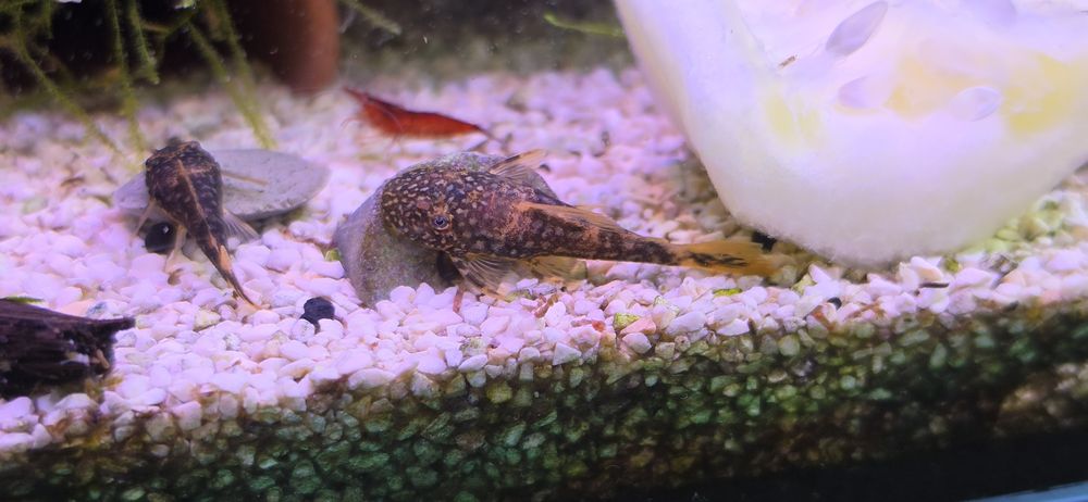 Peixes limpa vidros Ancistrus cascudos, sp