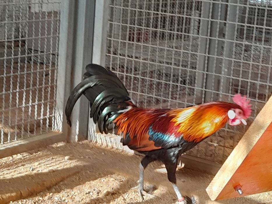 (Galo Bankiva Vermelho), Gallus gallus gallus