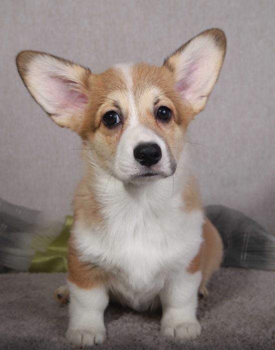 Девочки вельшкорги пемброк , корги