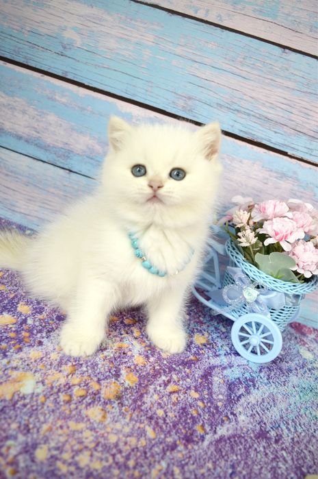 Британские котята золотая шиншилла