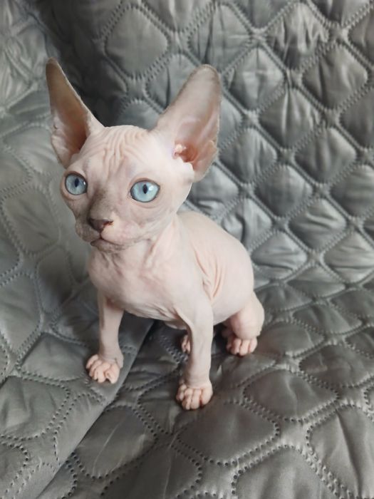 Малений хлопчик канадський сфінкс