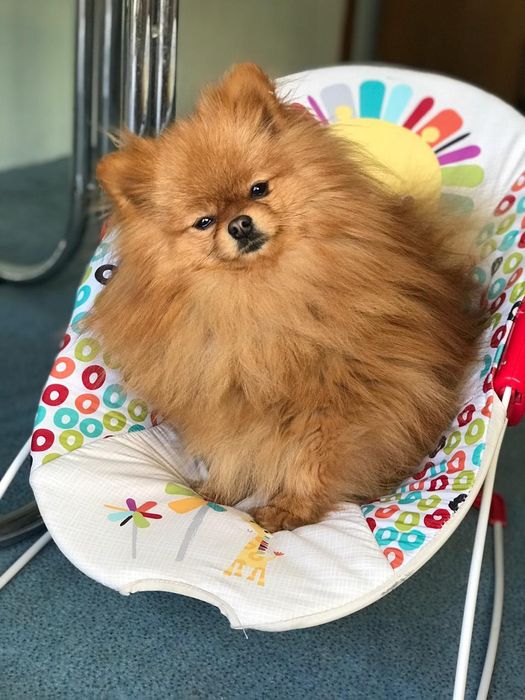 В'язка Померанського шпіца