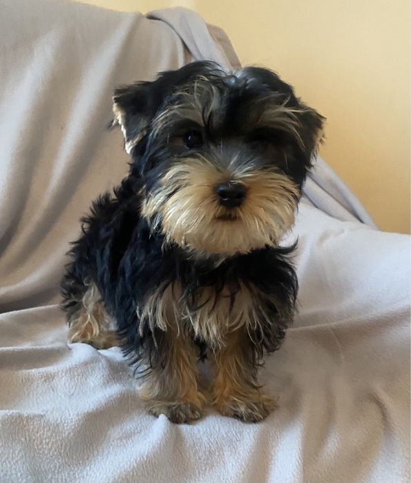 Малышок йоркширского терьера