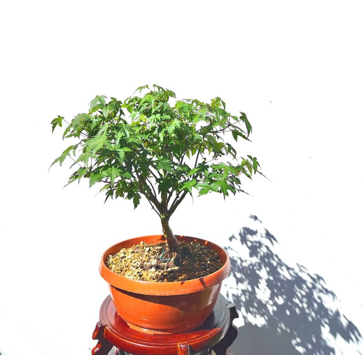 Pre Bonsai klon palmowy Little Princess