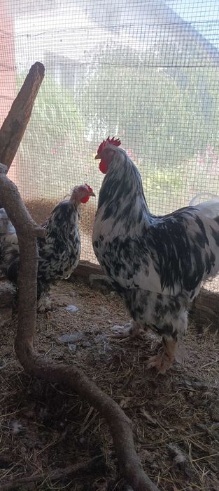 Kochin olbrzymi różne kolory