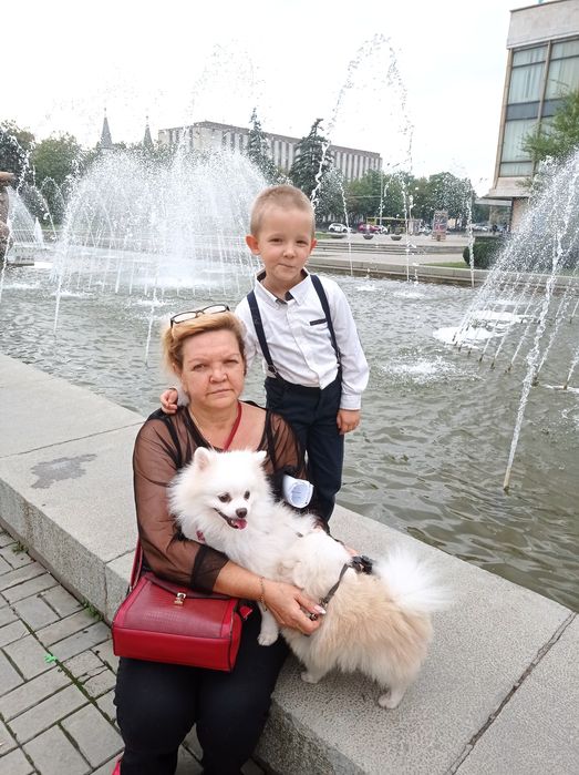 Щенки померанского шпица.