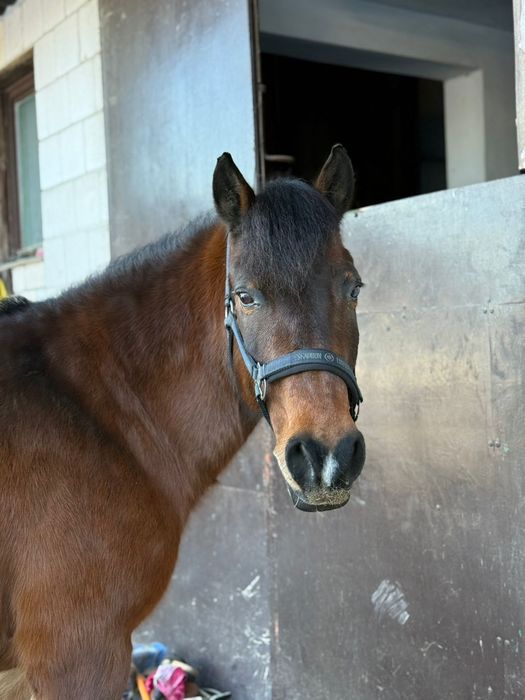 Sprzedam klacz huculską