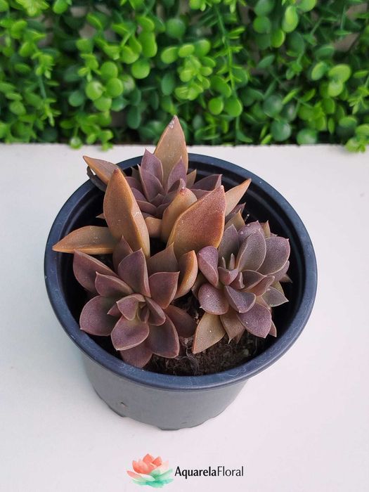 Plantas, suculentas