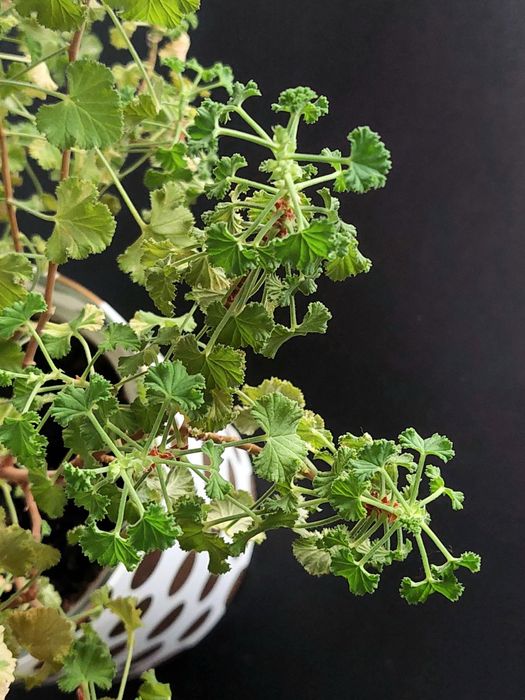 Пеларгонія Crispum Peach Cream - величезне дерево