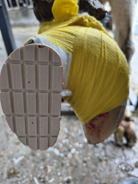 Korekcja Racic-Tomasz Dziekoński