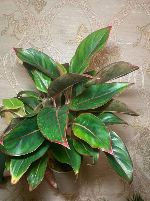 Аглаонема Кріт ( Aglaonema Crete )