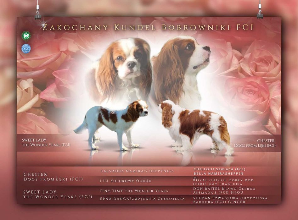 Cavalier king charles spaniel szczeniaki