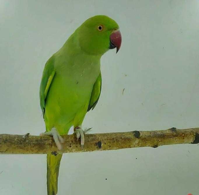 aleksandretty aleksandretta młode 25r zielone zółte niebieskie