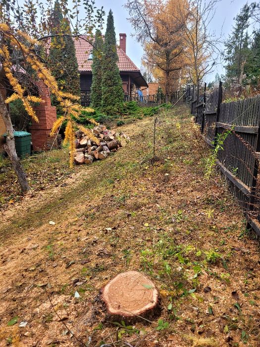 Wycinka drzew metoda alpinistyczna / tradycyjna