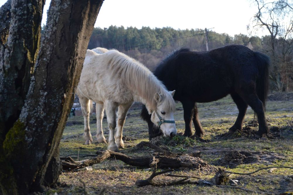 Pokoje ,noclegi ,kajaki .Bory Tucholskie.