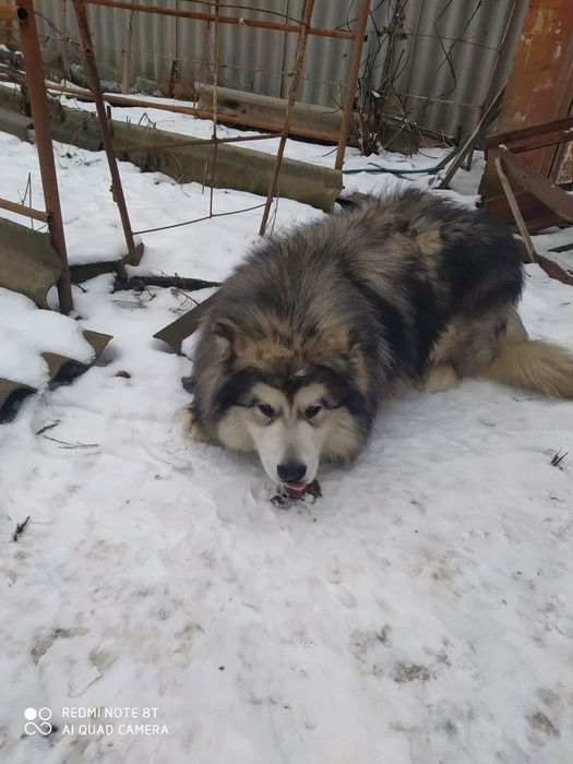 Аляскинский Маламут ищит невесту.Вязка