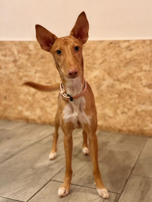 Cadela bebé para adoção responsável