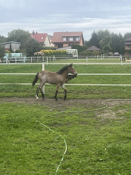 Sprzedam odsadka klacz
