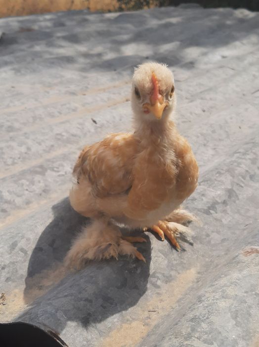 Pintos pekins 1 mês