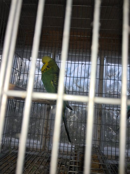 Casal de periquitos Inglês