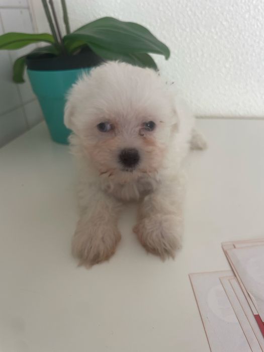 Bichon maltes excelente top femea