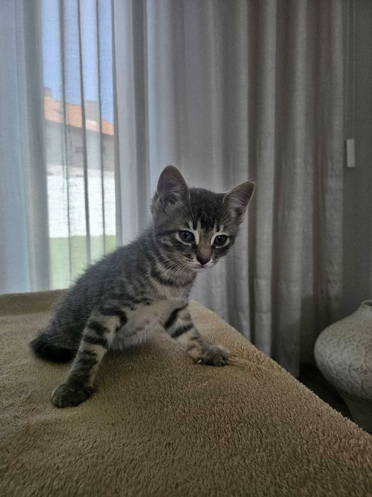 Adoção Responsável de Gatinhas Bebés
