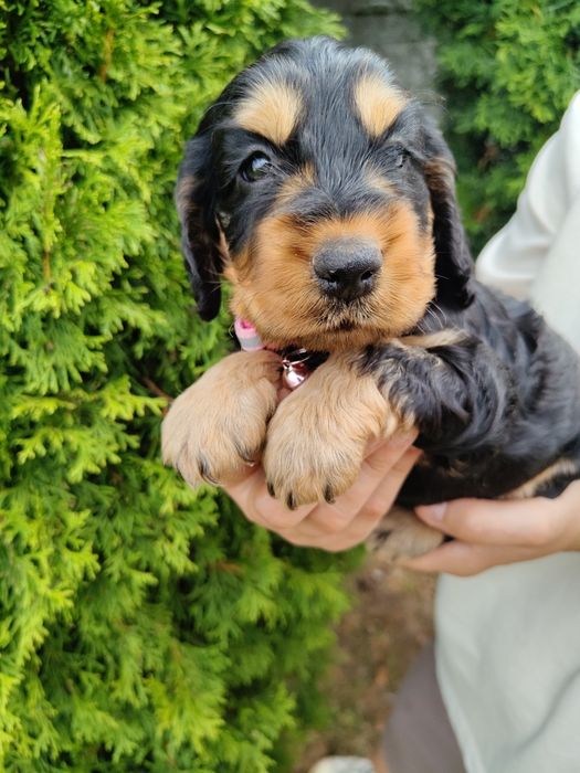 Piękna unikatowa sunia Cocker Spaniel z rodowodem