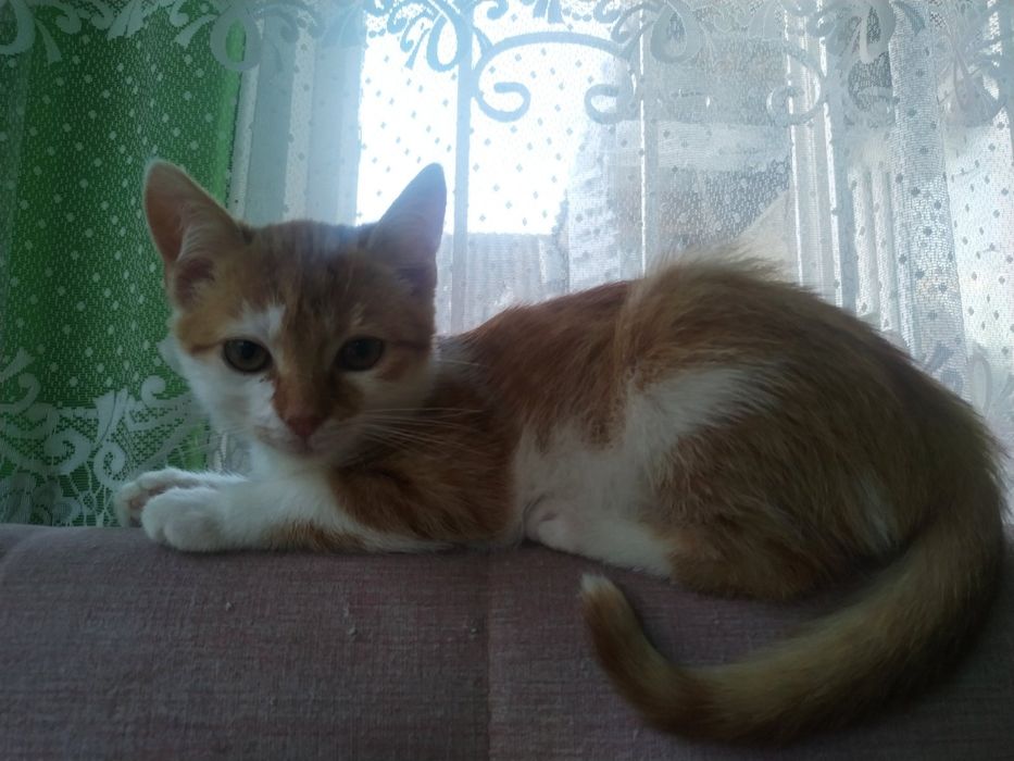 Кошеня,  риже сонечко