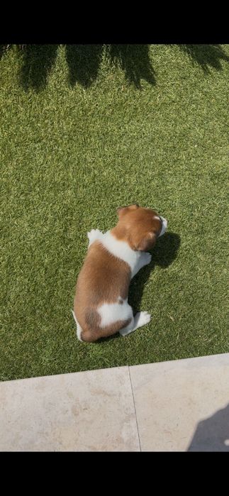 Jack Russell macho