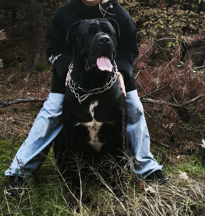 Віддам кане-корсо в добрі руки