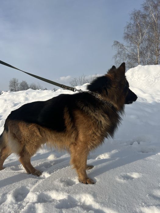 Німецька вівчарка вязка