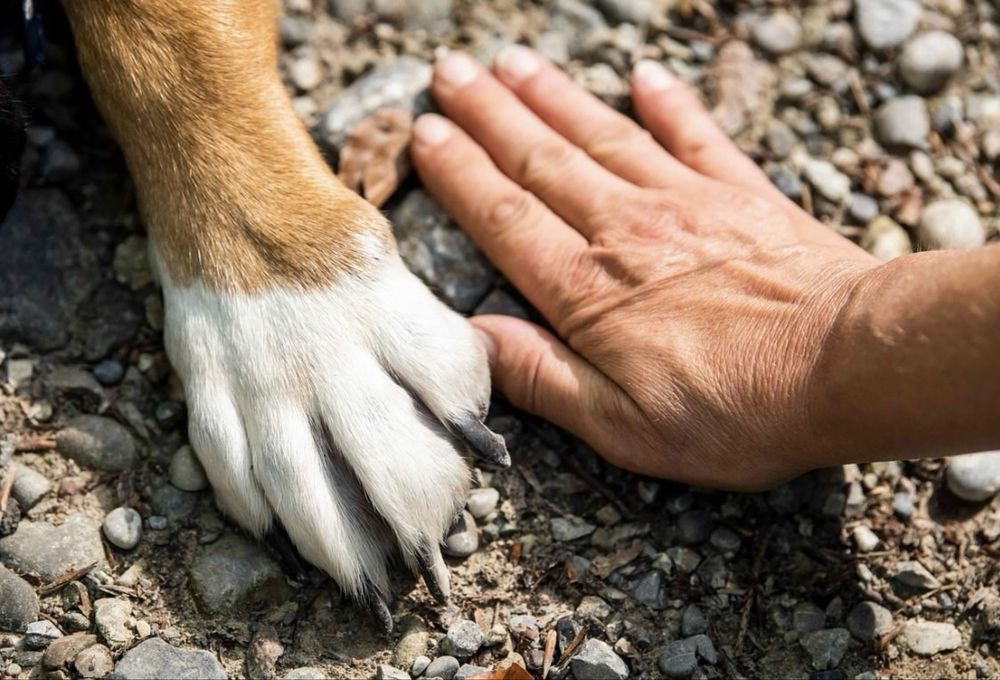 Ветеринар. Ветеринарна допомога. Онлайн консультація.
