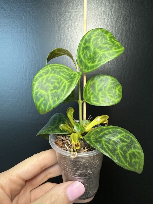 Оксаліс  Corymbosa, Пеперомія: Кавун, Грін бабл, Есхінантус