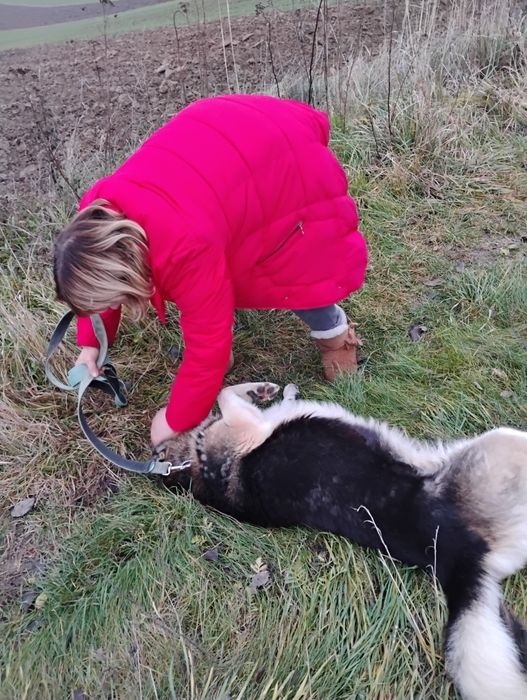 Kochany Ares prosi o własny dom