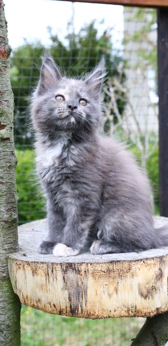 Kotka ... Maine Coon