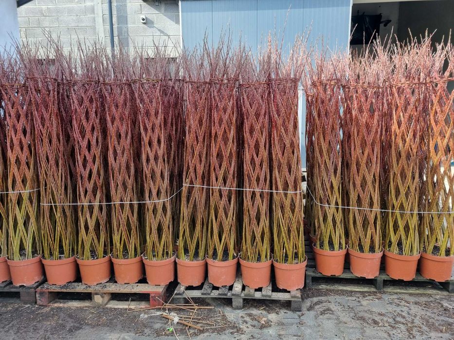 Wierzba pleciona Salix Americana 100-200cm