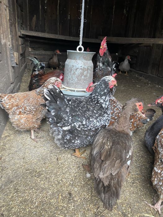 Ливенські ситцеві  кури