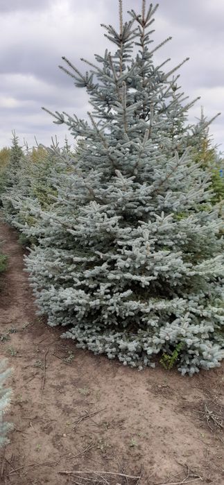 Ёлки,  сосны,  туи , моживельникии и много другого .