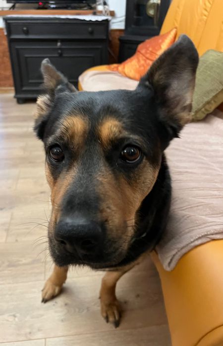 Szukamy kochajacego  domu dla Psinki