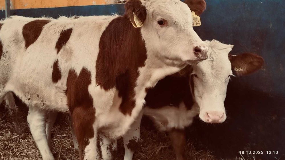 BYCZKI, STARTERY. Finansowanie, kontraktacja