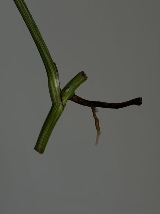 MONSTERA ALBO / монстера альба