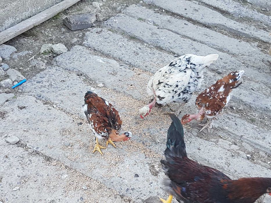 Produkty wiejskie mleko ser jajka