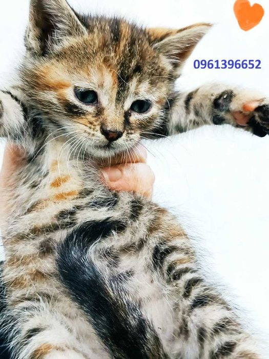 Котик котята красивый рыжий тигровый