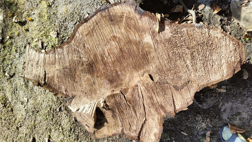 Drewno orzecha włoskiego ODZIOMEK