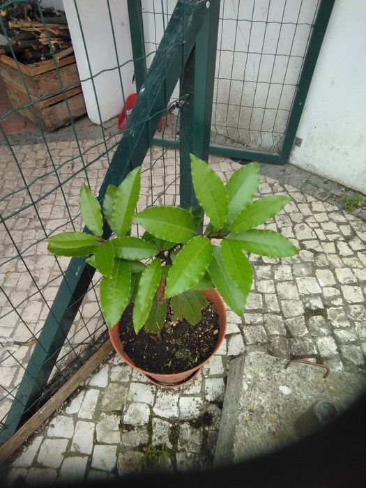 Loureiro envasado